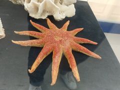-上海海洋大学鱼文化博物馆(军工路校区)
