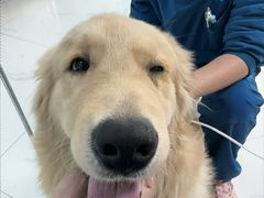 -嘉馨宠物医院·CT影像转诊·心脏科·犬猫全科诊疗中心(下沙大学城院区)
