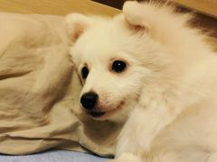-瑞鹏宠物医院·骨科·猫科·内科(第一中心)