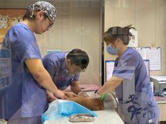 -半岛宠物医院24小时·内窥镜·牙科·碎石中心(府城大道店)