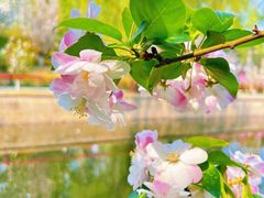 -海棠花溪(元大都城垣遗址公园)