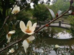 小桥流水-华南国家植物园-售票处