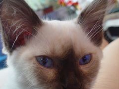 -Sirena海妖日咖夜酒