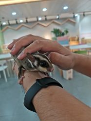 -Moni星球萌宠·小马宝莉·灵蛇·高端高阶全萌宠互动体验俱乐部(红豆国际广场店)
