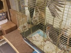 -momokira米努特·德文卷毛猫·棉花面纱犬