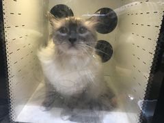 -Pets First伊珊娜洗护·精致美容·家庭式寄养(新会路店)