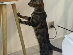 -楼上猫咖(罗湖店)