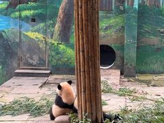 -中国大熊猫保护研究中心雅安碧峰峡基地