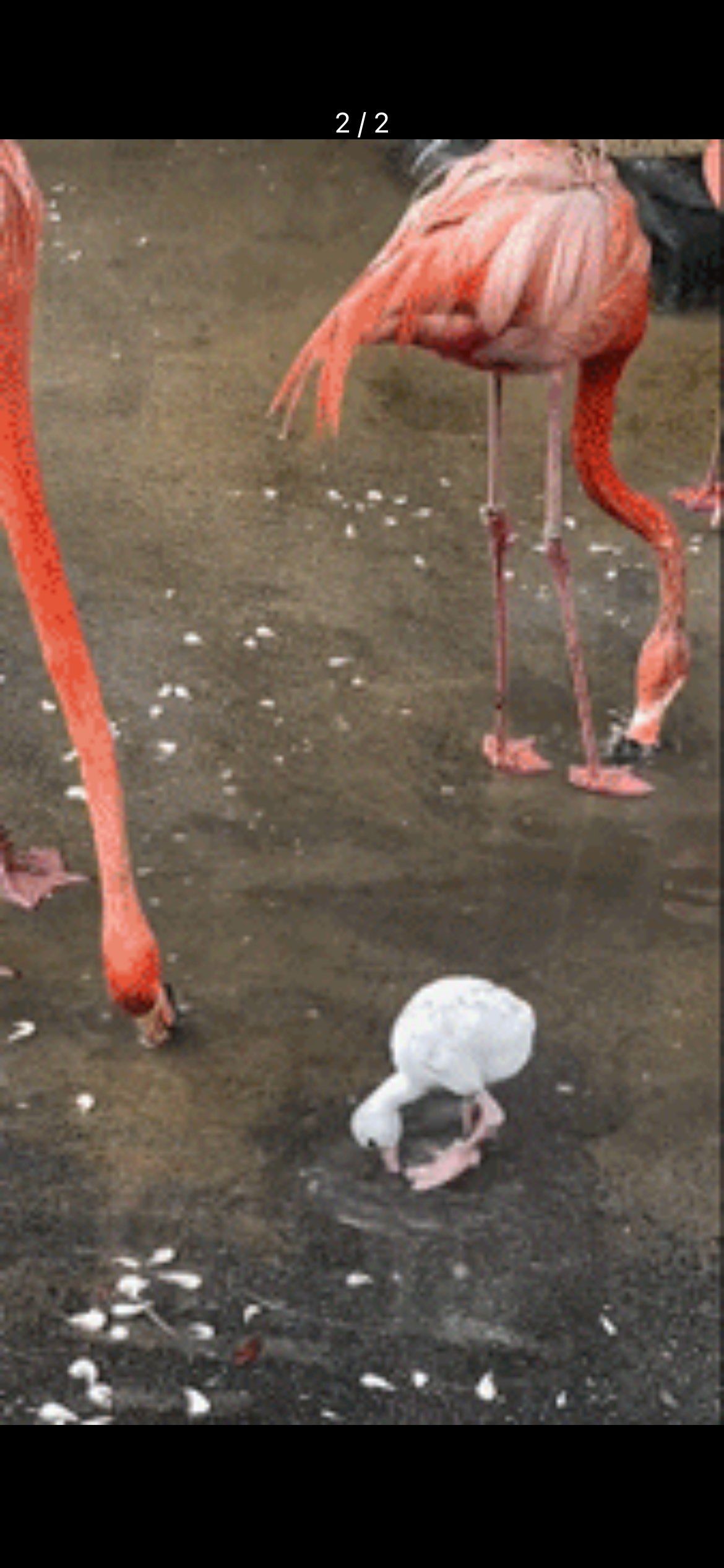 n原来火烈鸟宝宝小时候是纯色的白毛呀,但是小脚丫还是突兀的大哟