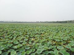 -天津东丽湖风景区