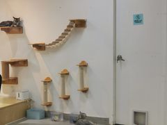 -Heymao猫咖.咖啡厅(东门店)