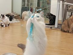 -有喵·猫咖·狗咖·30几只猫10只小狗(岗厦店)