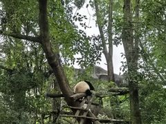 -成都大熊猫繁育研究基地