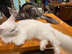 -猫小院猫主题餐厅(三里屯店)