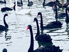 -无锡动物园·太湖欢乐园