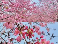 -天适樱花悠乐园