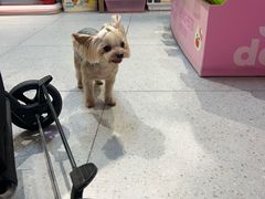 -FAELING PETS美天灵宠物(富力广场店)