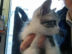 -糯米喵星人总部直营旗舰店·猫舍·幼猫出售