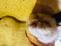 -猫色咖啡·猫咖