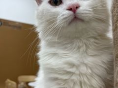 -有喵·猫咖·狗咖·40+猫狗有小奶狗(岗厦店)