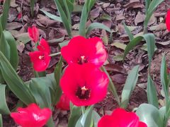 -洛阳郁金香牡丹园