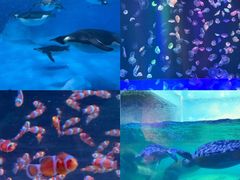 -海合安成都极地海洋公园