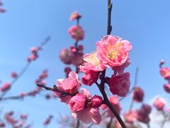 -梅花山(明孝陵内)