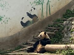 -中国大熊猫保护研究中心雅安碧峰峡基地