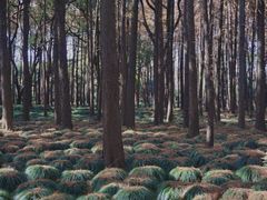 -上海共青森林公园