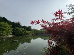 -嘉定紫藤园
