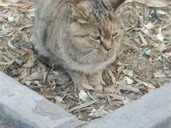 -瑞鹏宠物医院·超声·骨科·奇麟分院(蜀都万达店)