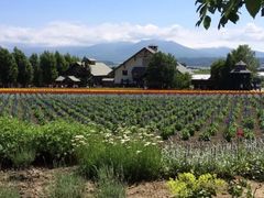-富田农场