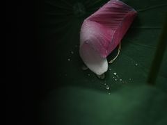 -陈家山荷花公园