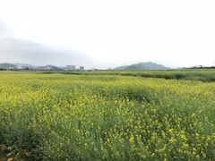 -光明小镇欢乐田园