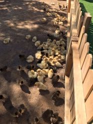 -萌宠亲子动物乐园(槐房万达店)