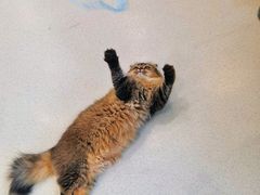 -共舞时光猫咖·狗咖(新街口店)
