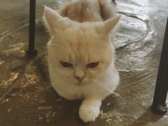 -猫猫幼稚园·撸猫·桌游·电玩