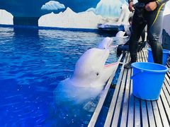 -秦皇岛乐岛海洋王国