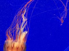 -上海海洋水族馆