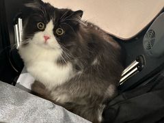 -babydoll猫舍·米努特·德文·缅因(久光中心店)