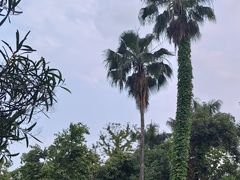 -深圳仙湖植物园