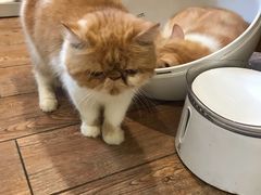 -more than meow吴止猫主题餐厅(承德 中船汇店)