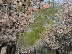 -海棠花溪(元大都城垣遗址公园)