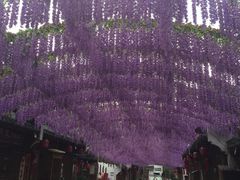 -婺源梦里老家大型山水实景演出