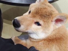 -逗柴咖啡屋·狗咖猫咖宠物桌游