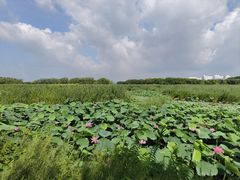 -白渔泡湿地公园