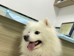 -嘉馨宠物医院·CT影像转诊·心脏科·犬猫全科诊疗中心(下沙大学城院区)