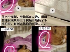 -宠爱国际动物医院·消化内科·心肾内科·ISFM猫友好(望京店)