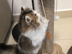 -小猫来了·猫舍(红山六九七九店)