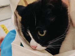 -中农国际动物医院24小时·猫科·骨科·急重症中心